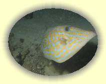 IMG_2007_05_28 23_34_35 * 2272 x 1704 * (436KB)